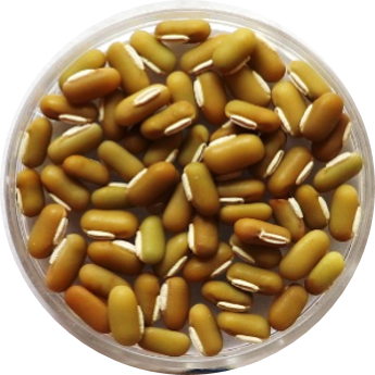 ricebean